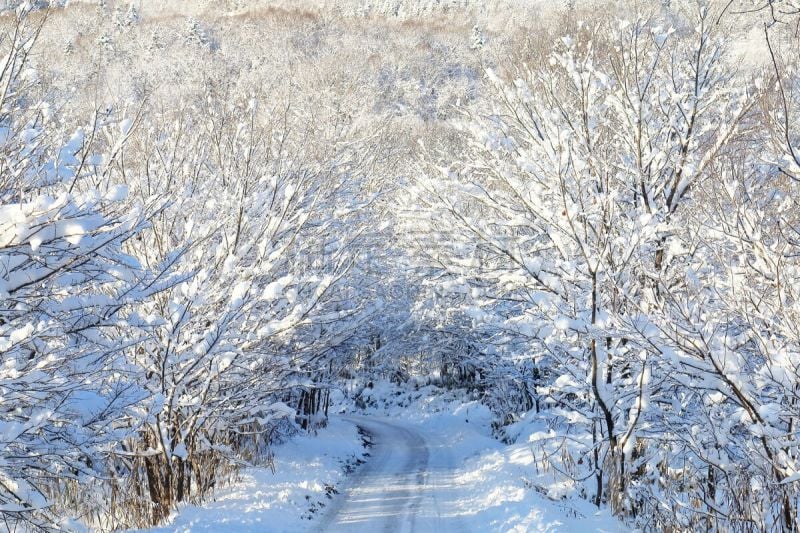 雪,隧道,弯的,雪山,冬天,图像,美,枝,无人,山