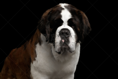 圣伯纳犬,黑色背景,分离着色,正面视角,美,水平画幅,注视镜头,无人,巨大的,动物身体部位