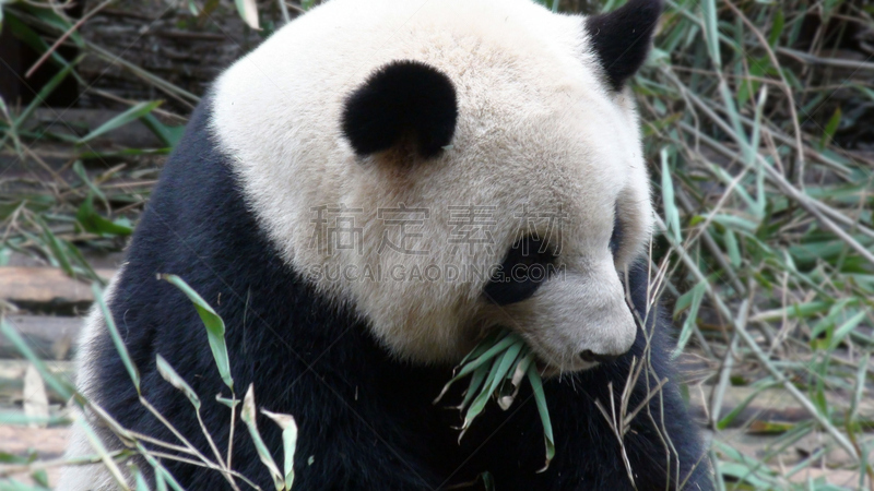 熊猫,中国,草,东亚,巨大的,小熊,中国西部,濒危物种,大熊猫,成都