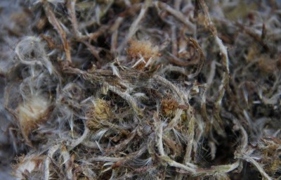 母亲,饮料,农业,蔬菜,继母,背景分离,食品,环境,成分,自然美