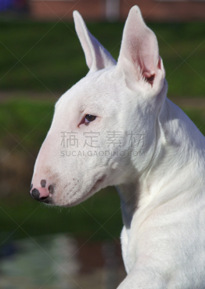 牛头梗,幼小动物,自然,垂直画幅,纯种犬,无人,侧面像,户外,犬科的,白色