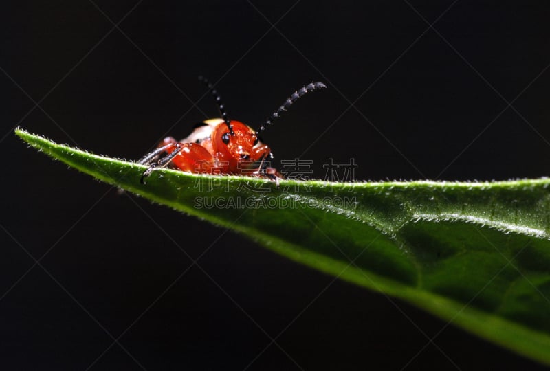 甲虫,条纹,马铃薯,三个物体,自然,水平画幅,绿色,无人,潮虫,平视角