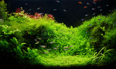 自然,小的,高雅,淡水,鱼缸,脂鲤,水平画幅,无人,苔藓,水下