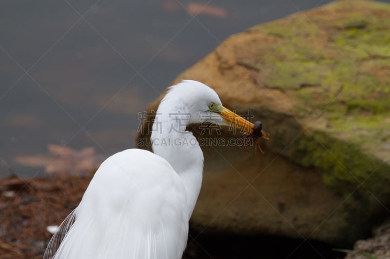 苍鹭,约巴林达,自然,水平画幅,秋天,鸟类,昆虫,吃,摄影