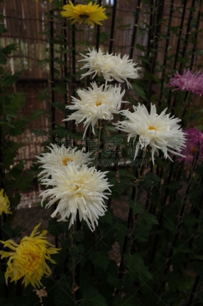 白色,菊花,江户时代,传统,清新,仅一朵花,枝繁叶茂,自然美,植物,户外