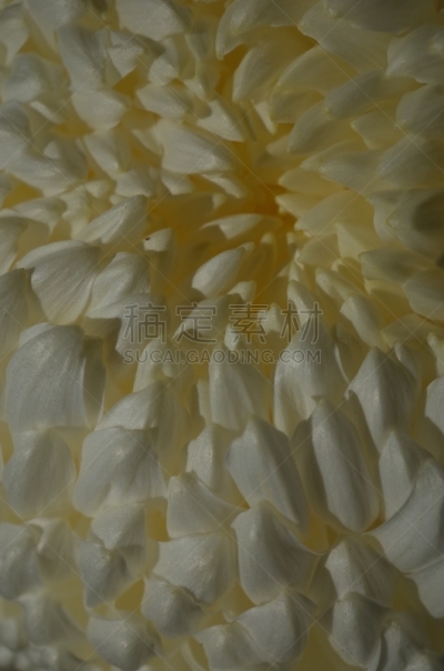 白色,菊花,大特写,传统,清新,仅一朵花,枝繁叶茂,自然美,植物,户外
