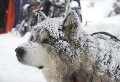 狗,在下面,莱卡犬,阿拉斯加雪橇犬,温度,水平画幅,雪,动物身体部位,户外,特写