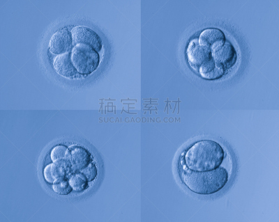 胚胎,人类兹戈特,显微图片,染色体,生物科技,水平画幅,微生物学,无人,科学实验,科学