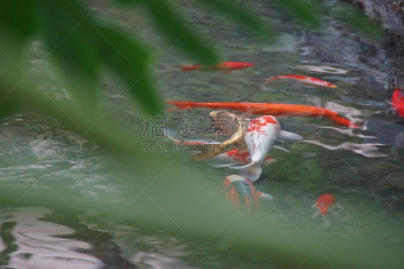 水,美,水平画幅,沙子,无人,水下,pectoral fin,背鳍,渔船,动物鳍