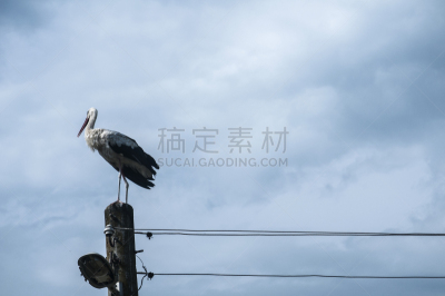 白鹳,电,杆,天空,水平画幅,鸟类,古老的,动物身体部位,夏天