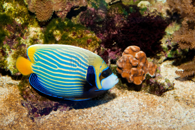 水族馆,王刺蝶鱼,水,水平画幅,水下,神仙鱼,海鱼,海洋,礁石,鱼缸