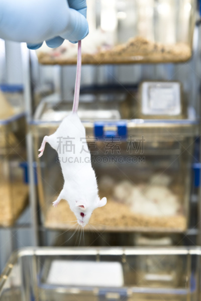 实验室,尾巴,鼠,研究人员,垂直画幅,生物科技,笼子,老鼠,科学实验