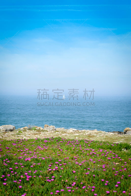 Ice Plant,海洋,罗卡角,垂直画幅,天空,留白,无人,大西洋,生长,靠近