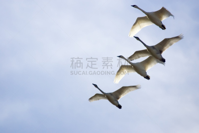 trumpeter swan,自然,式样,水平画幅,鸟类,动物身体部位,翅膀,动物斑纹,史凯吉谷,动物主题