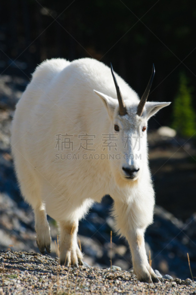 野外动物,野生白山羊,碧玉,杰士伯,蹄,垂直画幅,雄鹿,洛矶山脉,阿尔伯塔省,动物身体部位