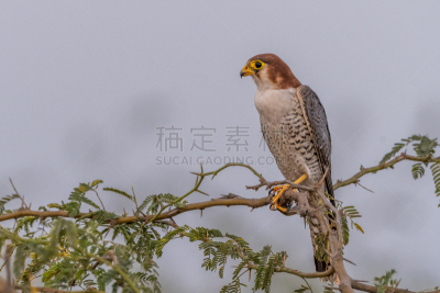 红色,猎鹰,自然,红颈猎鹰,野生动物,图像,野外动物,自然美,鸟类,无人