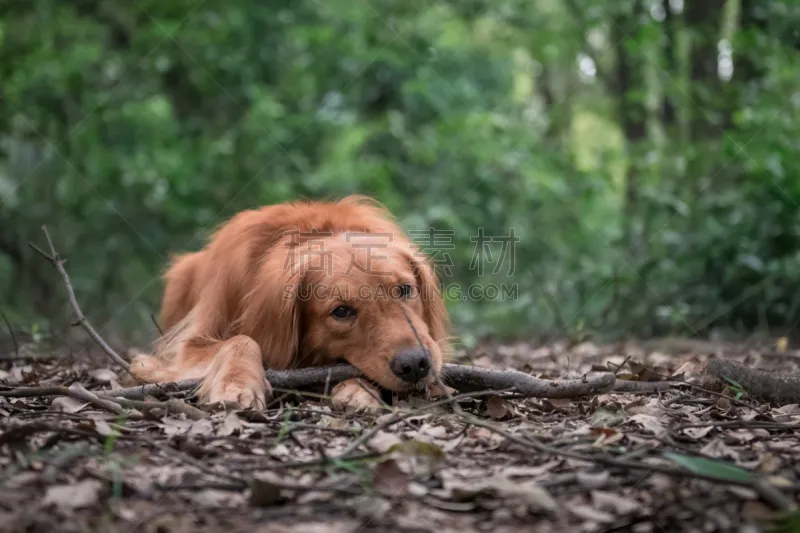 户外 金毛寻回犬 热带雨林 褐色 寻回犬 水平画幅 工作室 哺乳纲 植物 人的鼻子图片素材下载 稿定素材 户外 金毛寻回犬 热带雨林 褐色 寻回犬 水平画幅 工作室 哺乳纲 植物 人的鼻子图片素材下载 稿定素材