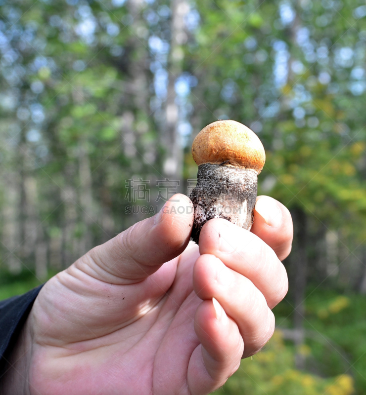 小的,手,男人,鸭舌帽,橙子,欧洲赤松,蚧壳虫,蘑菇珊瑚,胡椒牛肝菌,垂直画幅