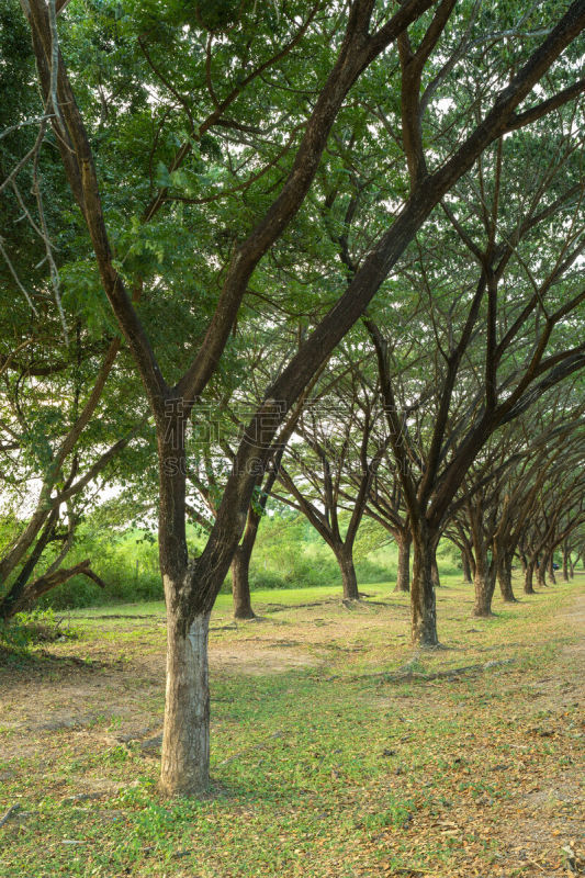 雨豆树,巨大的,萨满教,自然,垂直画幅,公园,绿色,景观设计,无人,户外