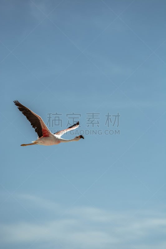 天空,火烈鸟,蓝色,乌尤尼盐沼,白鹳,阿塔卡马沙漠,盐湖,白鹭,玻利维亚,垂直画幅