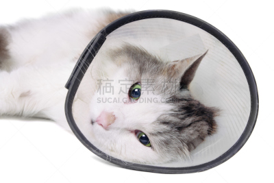 猫,衣服,宠物项圈,宠物,看,水平画幅,动物,白色背景,动物医院,兽医