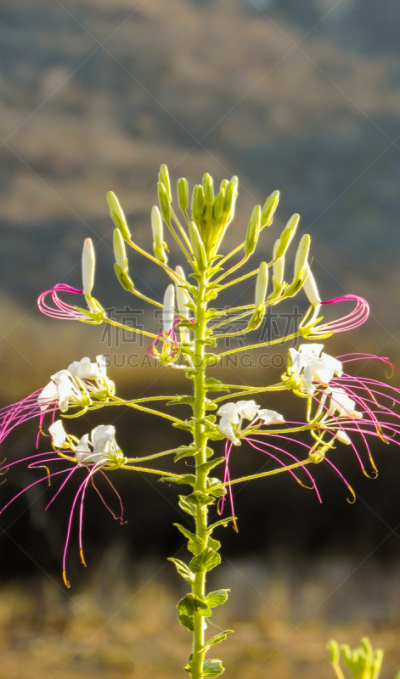 Flowers of the plant Cleome Hassleriana (Mussambê) a medicinal plant