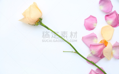 玫瑰,花瓣,白色背景,美,贺卡,欢迎标志,水平画幅,在线消息,无人,奶油
