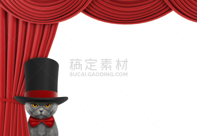 猫,可爱的,在之后,窗帘,美,水平画幅,家庭生活,特写,疲劳的,哺乳纲