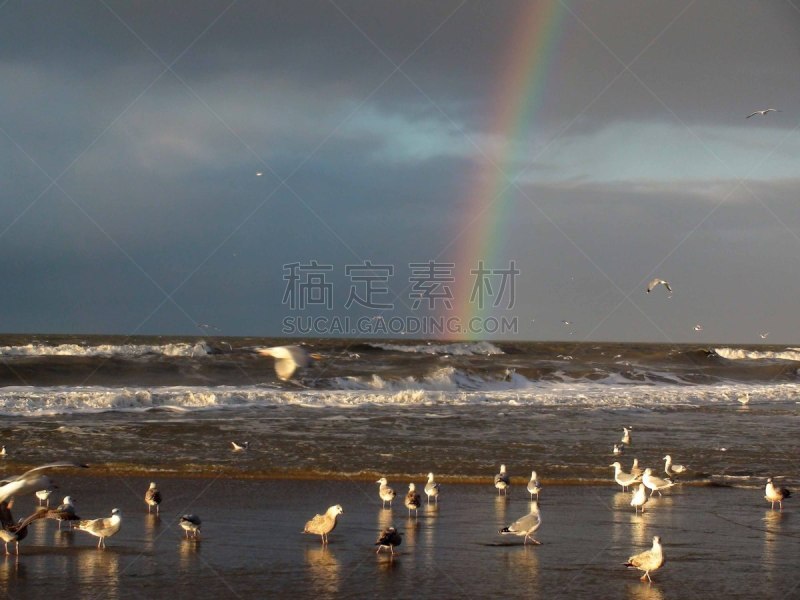 彩虹,捕猎行为,海滩,风景,食品,动物,鸟类,户外,天空,德国北海地区