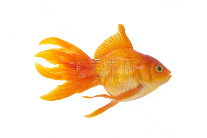 金鱼 分离着色 玻璃鱼缸 鳃 动物鳍 水 美 水平画幅 水下 动物身体部位图片素材下载 稿定素材