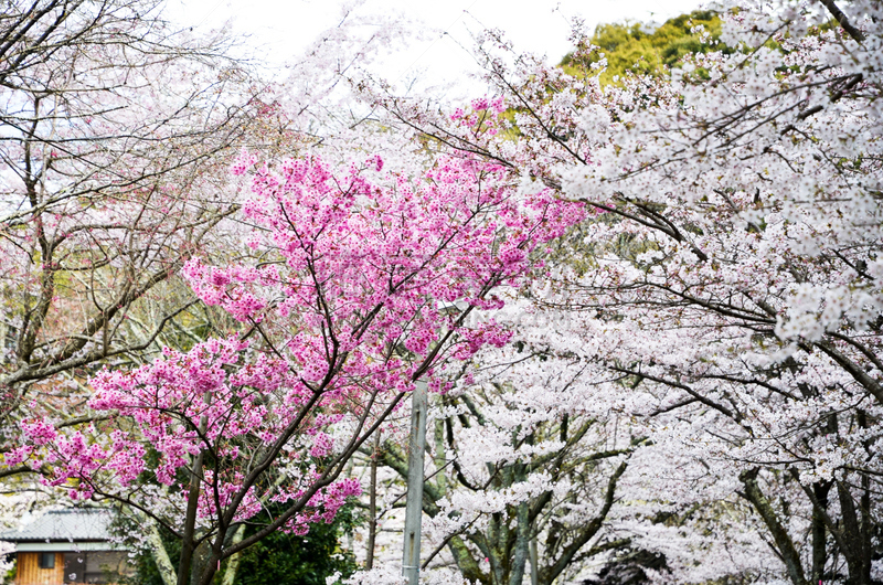 樱花,京都市,哲学之道,日本,水平画幅,无人,运河,户外,著名景点,旅游目的地