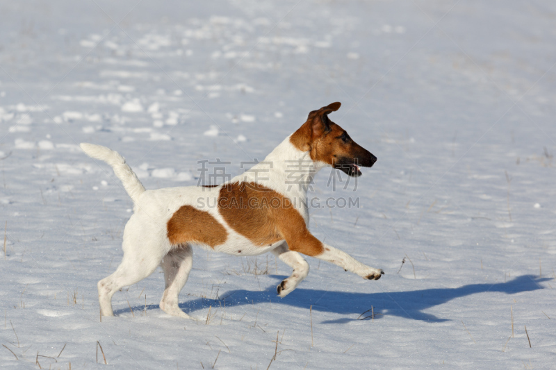 雪,短毛猎狐梗,福克斯猎狐犬,纯种犬,水平画幅,捕猎行为,户外,宠物,冬天,雌性动物