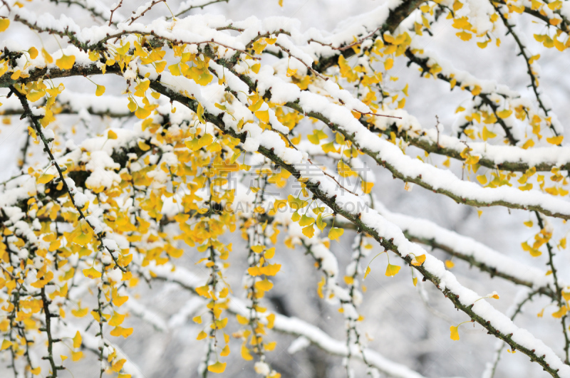 秋天,雪,枝,银杏树,彩色图片,暴风雨,水平画幅,无人,抽象,冬天