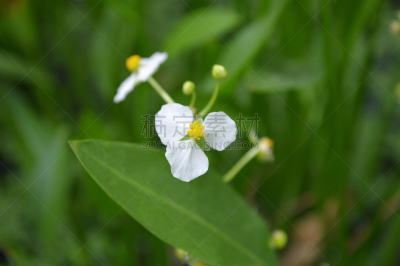 ฺBulltongue arrowhead flower