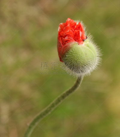 自然,垂直画幅,绿色,无人,特写,仅一朵花,自然美,红色,植物,彩色图片