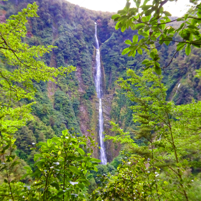 高处,平衡折角灯,落下,doubtful sound,热带气候,自然美,热带树,休闲活动,瀑布,户外