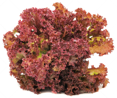 lollo rosso,水平画幅,生食,维生素,尖峰,白色,植物,莴苣,清新