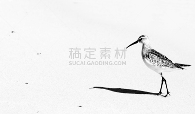 撒丁岛,海滩,高跷,黑色,自然,野生动物,水平画幅,无人,鸟类,野外动物
