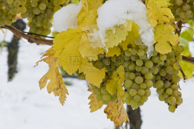 雪,葡萄园,葡萄,冰酒,葡萄酒,水平画幅,水果,无人,户外,冰