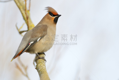波西米亚连雀,荷兰,枝,连雀,灰,波西米亚,天空,美,水平画幅,雪