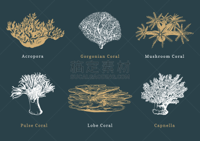 背景,珊瑚,绘画插图,海洋,珊瑚虫,矢量,黑色,纹理效果,石灰质的,石帆珊瑚虫