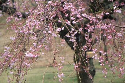 静冈县,雨,日本,樱桃树,樱之花,伊豆半岛,安装牛磺,天空,水平画幅,樱花