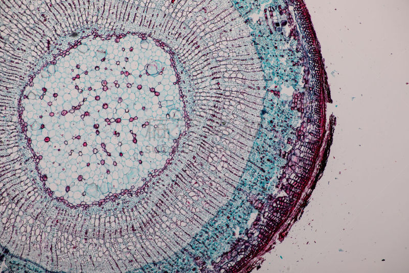 显微镜,横截面,在下面,根部,单子叶植物,双子叶植物,植物茎,教室,生物学,背景分离