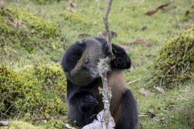 parc national des volcans,金丝猴,卢旺达,濒危物种,威兰伽国家公园,特有物种,野生动物,水平画幅,无人,桉树