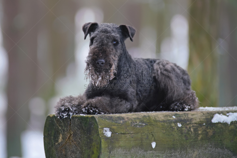 长椅,户外,冬天,狗,lakeland terrier,蓝色,木制,森林,公园,水平画幅