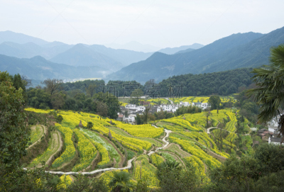 山谷,美国小镇,婺源,唐朝,江西省,花园路,芸苔,天空,早晨,曙暮光