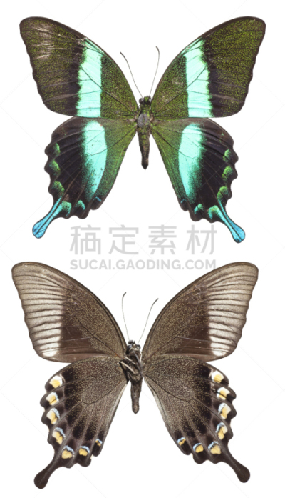 绿色,特写,凤尾蝶,宏伟,翠绿色凤蝶,自然,垂直画幅,蝴蝶,无人,蓝色