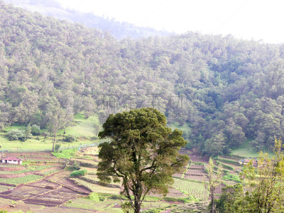 茶树,自然美,风景,阿萨姆,大吉岭,锡金,慕那尔,枝繁叶茂,马来西亚,饮料