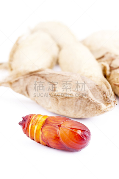 茧,乌桕大蚕蛾,自然,垂直画幅,无人,巨大的,毛虫,特写,泰国,红色