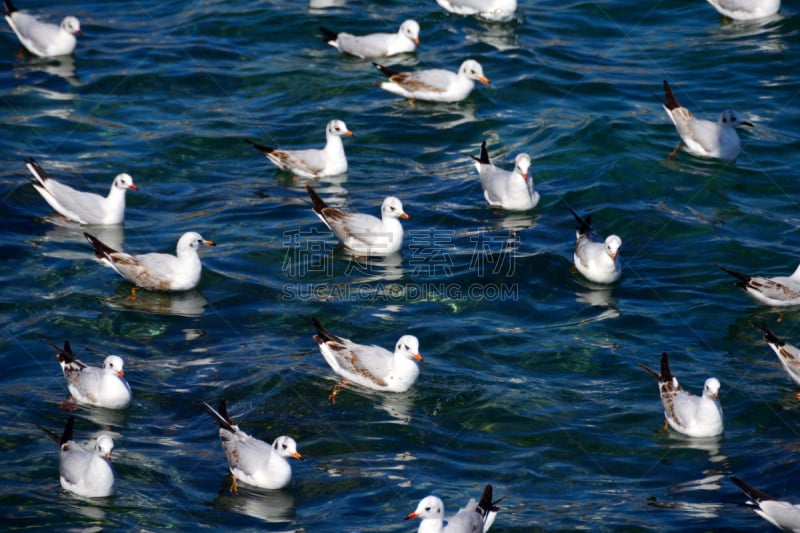 阿曼,马特拉,大马斯喀特,水平画幅,鸟类,户外,海湾国家,海洋,海岸线,阿拉伯